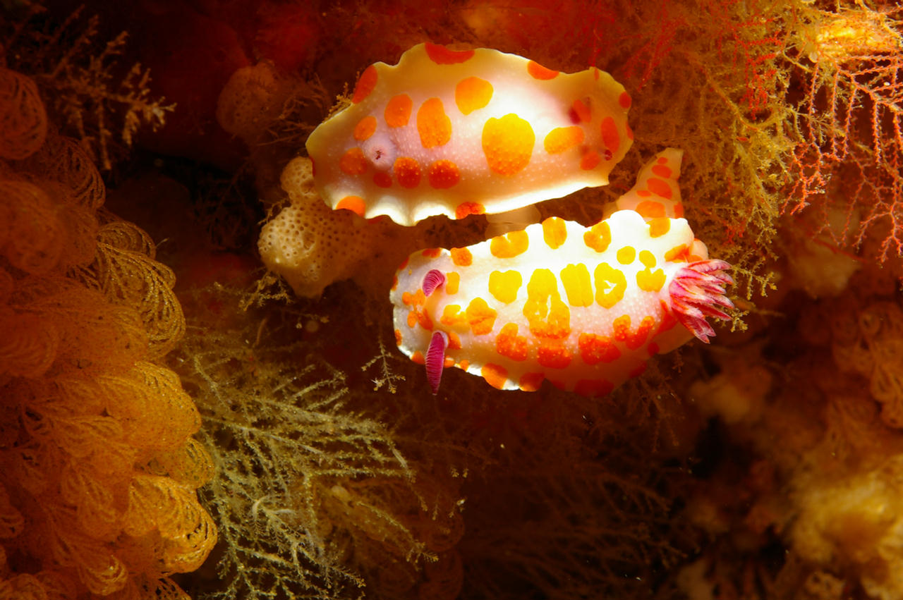 Glossodoris amoena